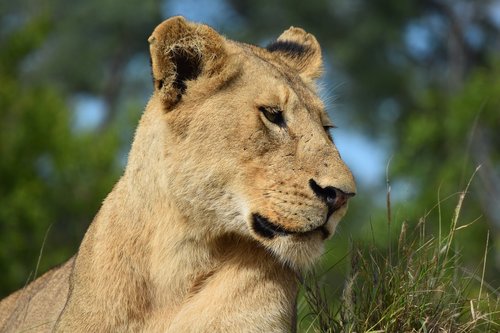 lioness  lion  africa