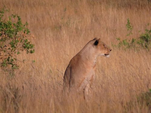 lioness kenya wildlife
