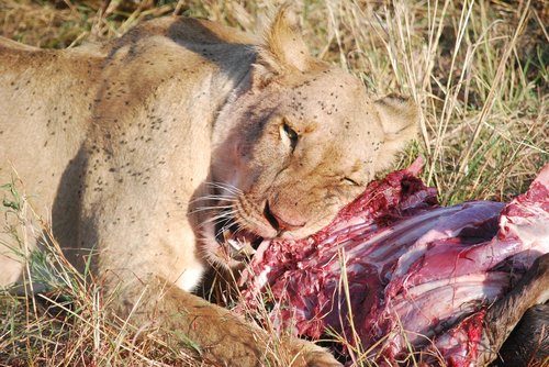 lioness  hunting  meat
