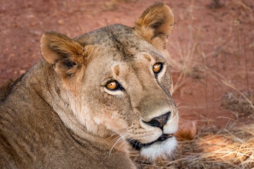 lioness  lion  wild