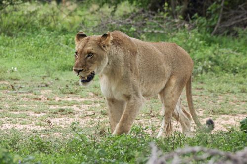 lioness walking cat