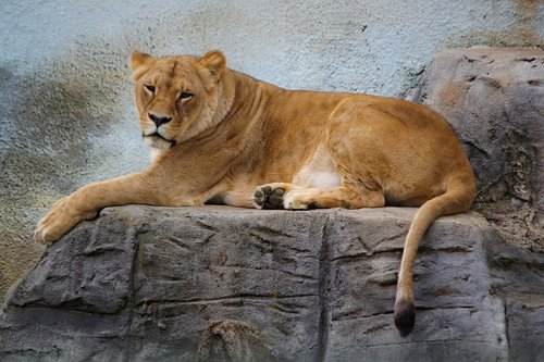 lioness  beast  feline