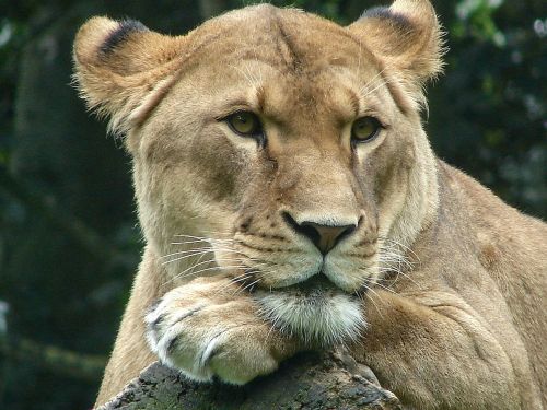 lioness animal world predator