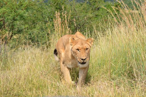 lioness  africa  wildlife