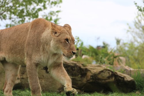 lioness  zoo  beauval