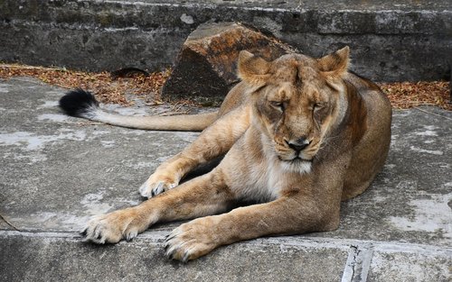 lioness  animal  cat
