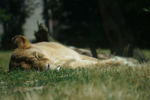 lioness lion zoo