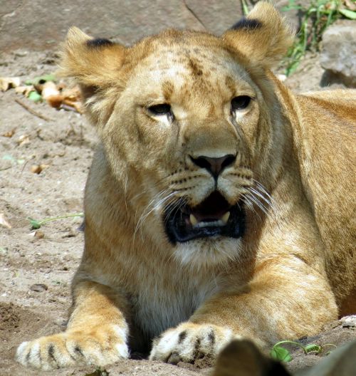lioness wildcat predator