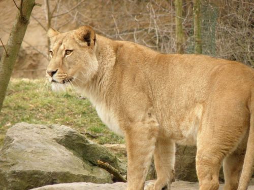 lioness zoo beast