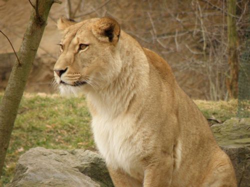 lioness zoo portrait