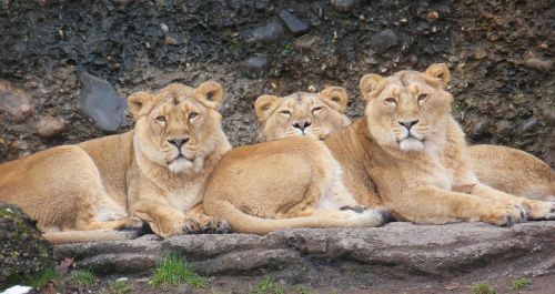 lioness animal zoo