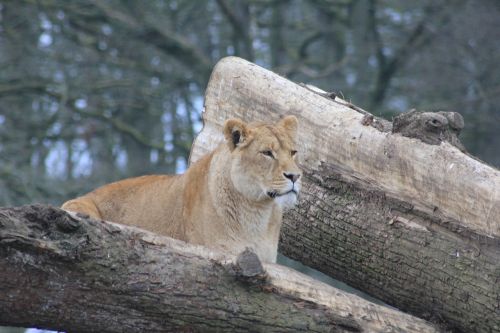 lioness trees animal