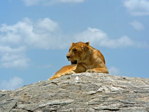 lioness hunting animal