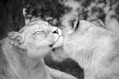 lioness affection lion females