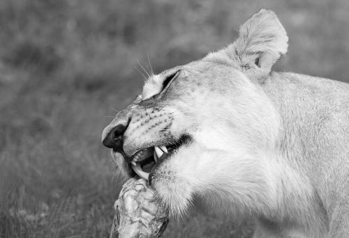 lioness feeding lion wildlife