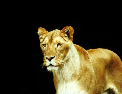 Lioness On Black Background