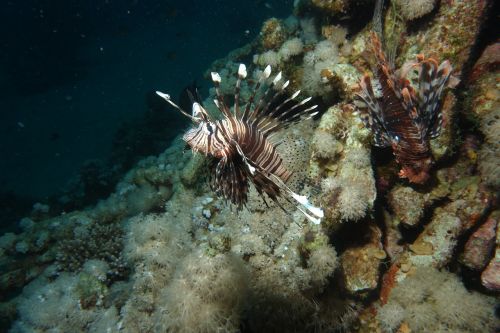 lionfish red sea diving