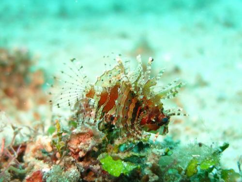 lionfish juvenile macro