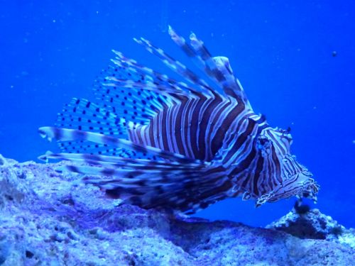 lionfish key largo pennecamp state park