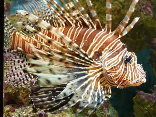 lionfish fish pacific rotfeuerfisch