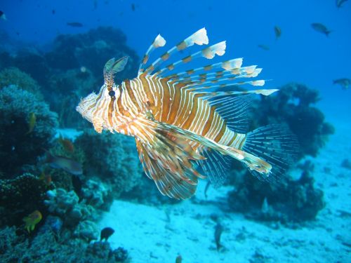 lionfish tropical venomous