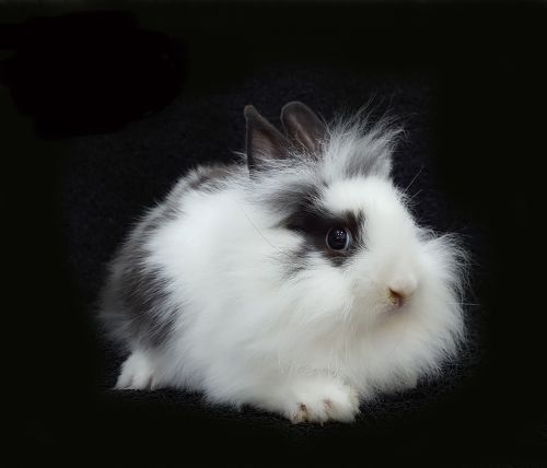 Lionhead Baby