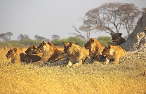 amimals lions africa