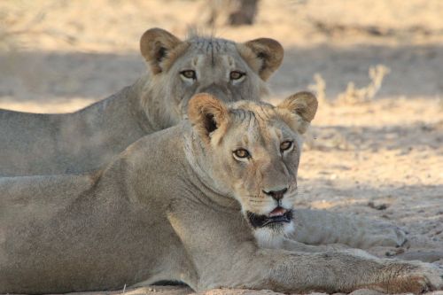 lions africa wild