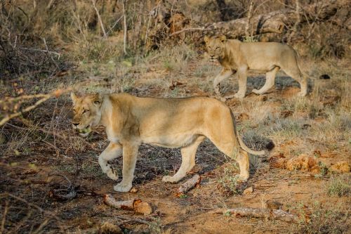 lions animals wildlife