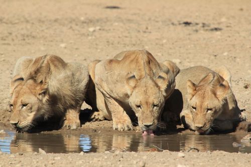 lions drinking safari