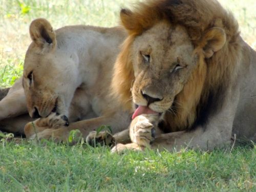 lions male female