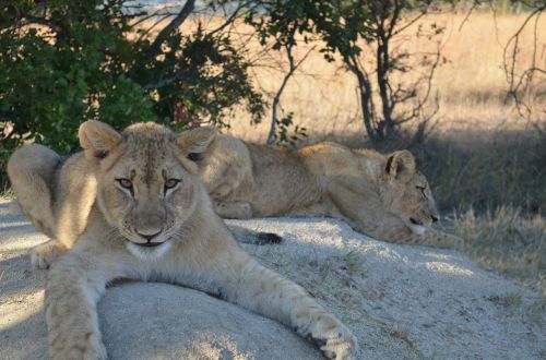 lions rocks animals