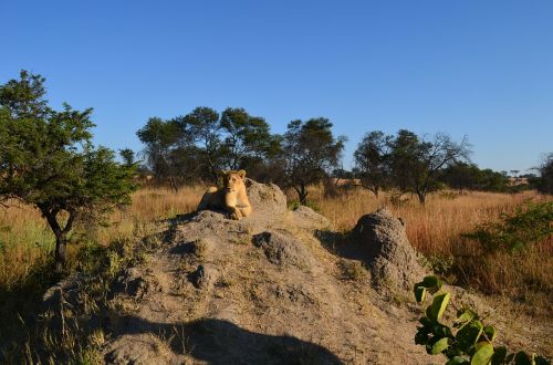lions rocks animals