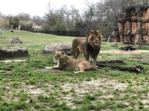 lions zoo wild