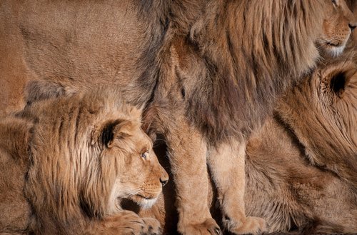 lions  animals  fur