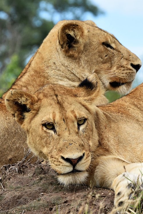 lions  friends  africa