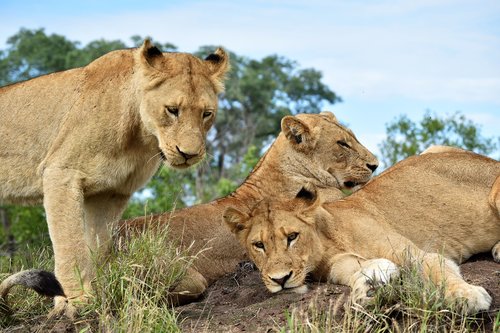lions  carnivore  predator