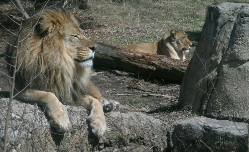 lions pride wildlife
