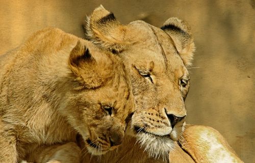 lions animal mammal