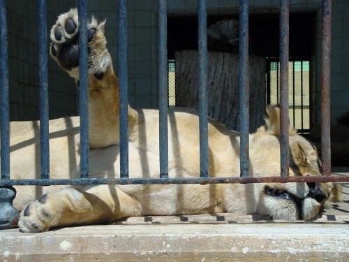 lions sleepy lion zoo
