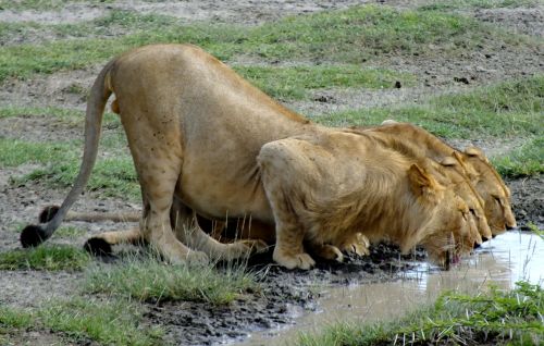 lions drinking serengeti