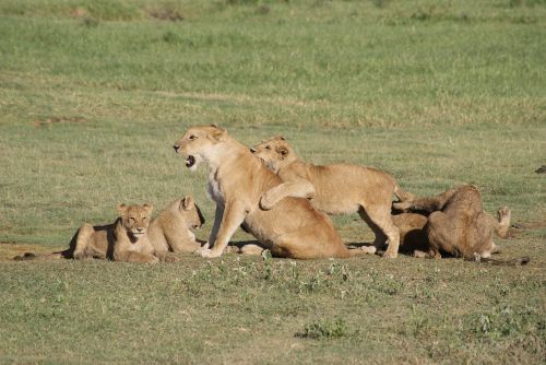lions africa animals