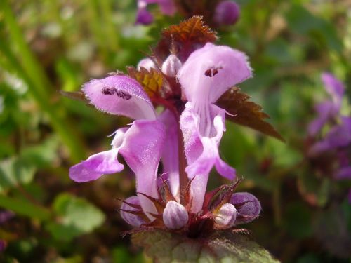 lion's mouth flower purple flower