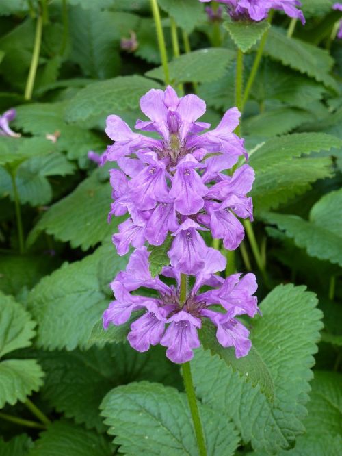 lip bloom nettle wild flower