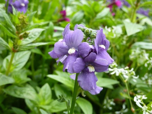 lip bloom purple garden plant