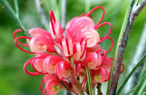 lipari blossom bloom