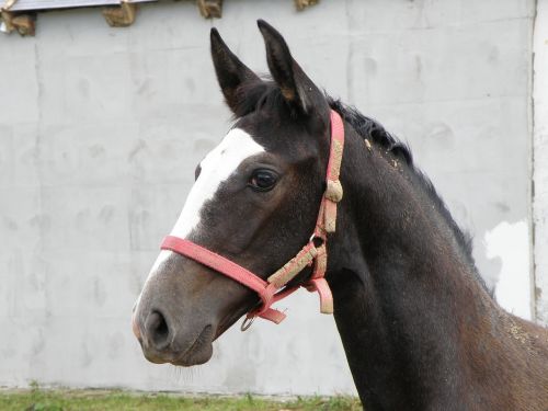 lipizzaner lipizzan foal lipizzaner horse