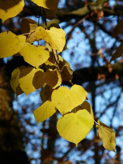 lipovina linde tilia