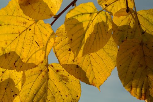 lipovina autumn yellow