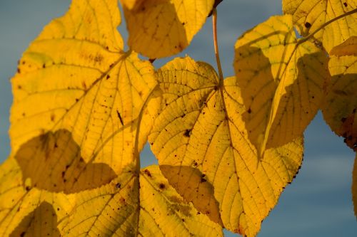 lipovina autumn yellow
